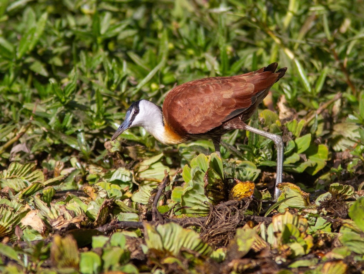 African Jacana - ML610764745