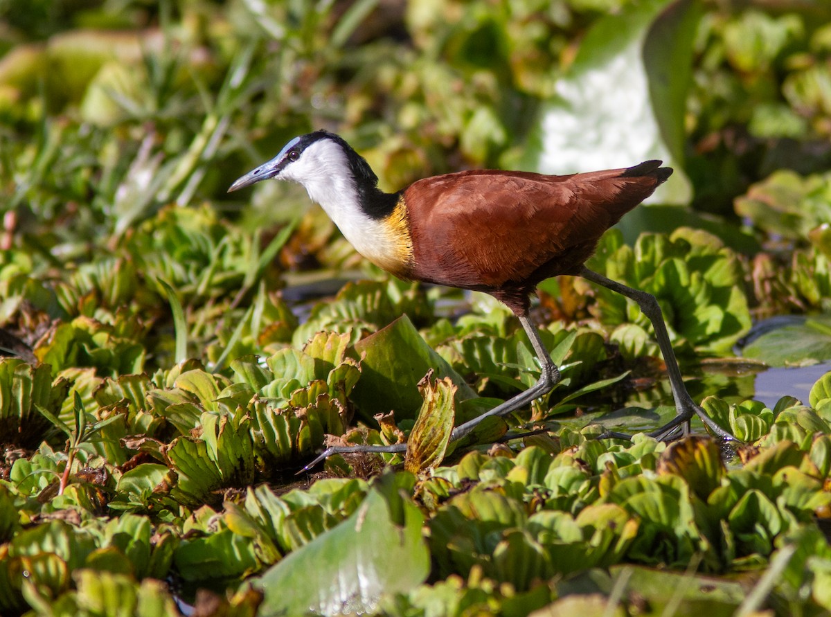 African Jacana - ML610764749