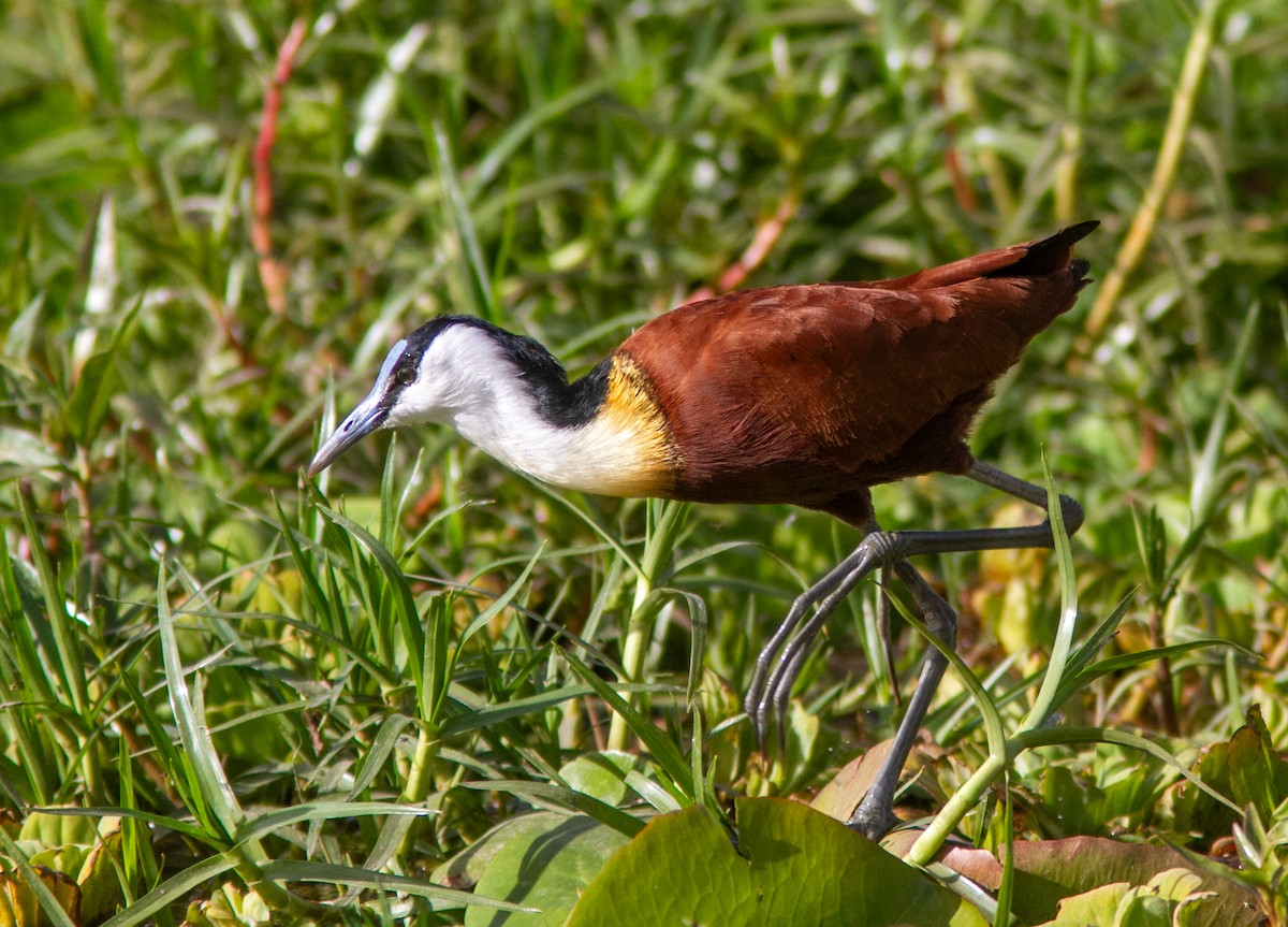 African Jacana - ML610764755