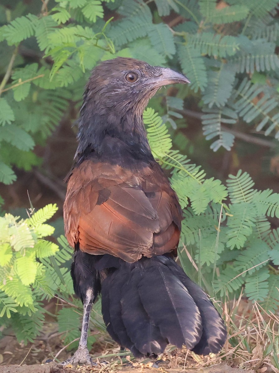 Grand Coucal - ML610764784