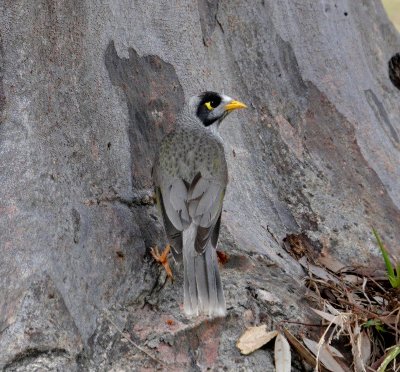 Noisy Miner - ML610764831