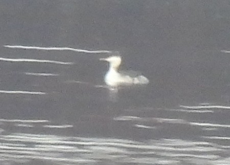 Horned Grebe - ML610764832