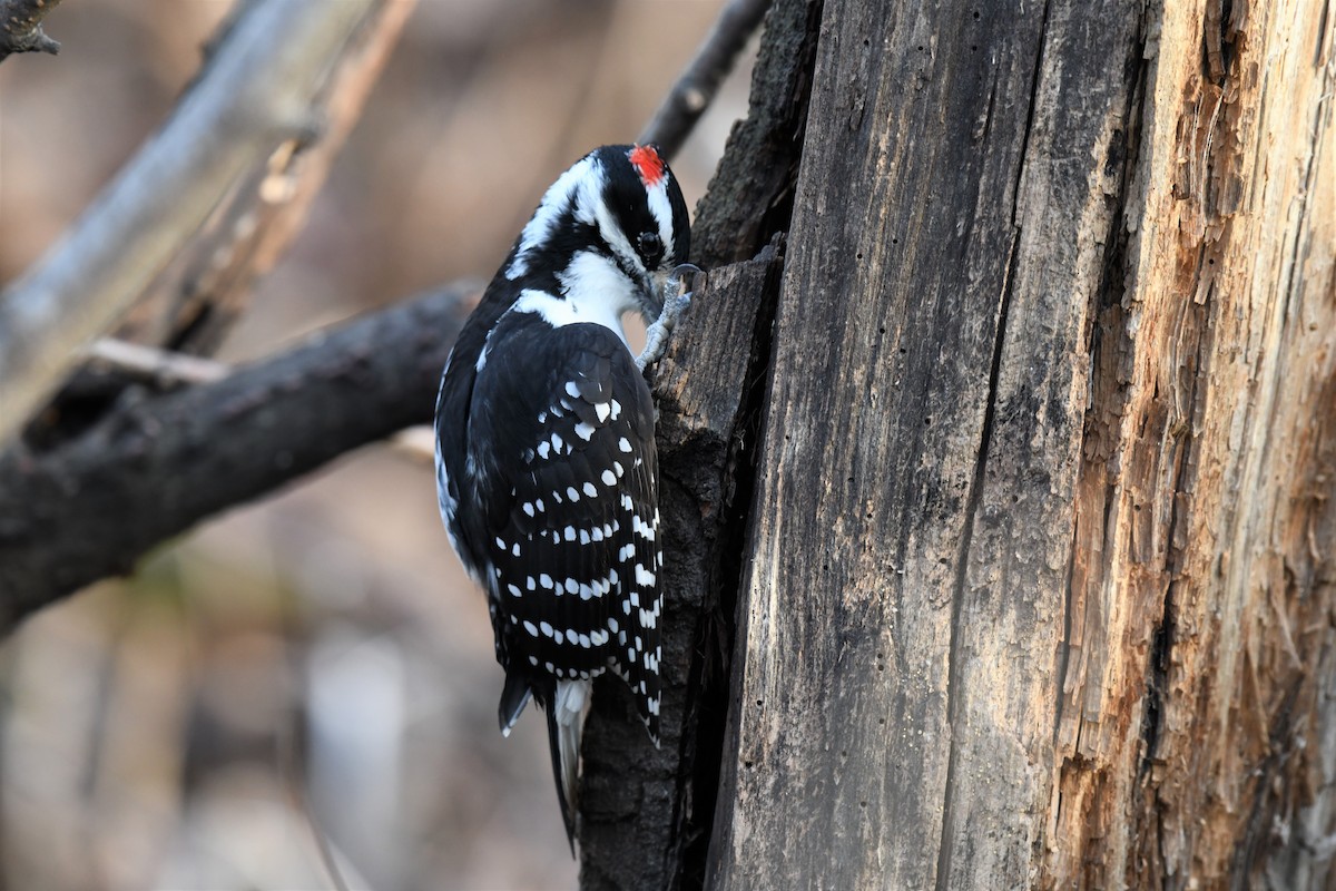 Hairy Woodpecker - Timothy Piranian