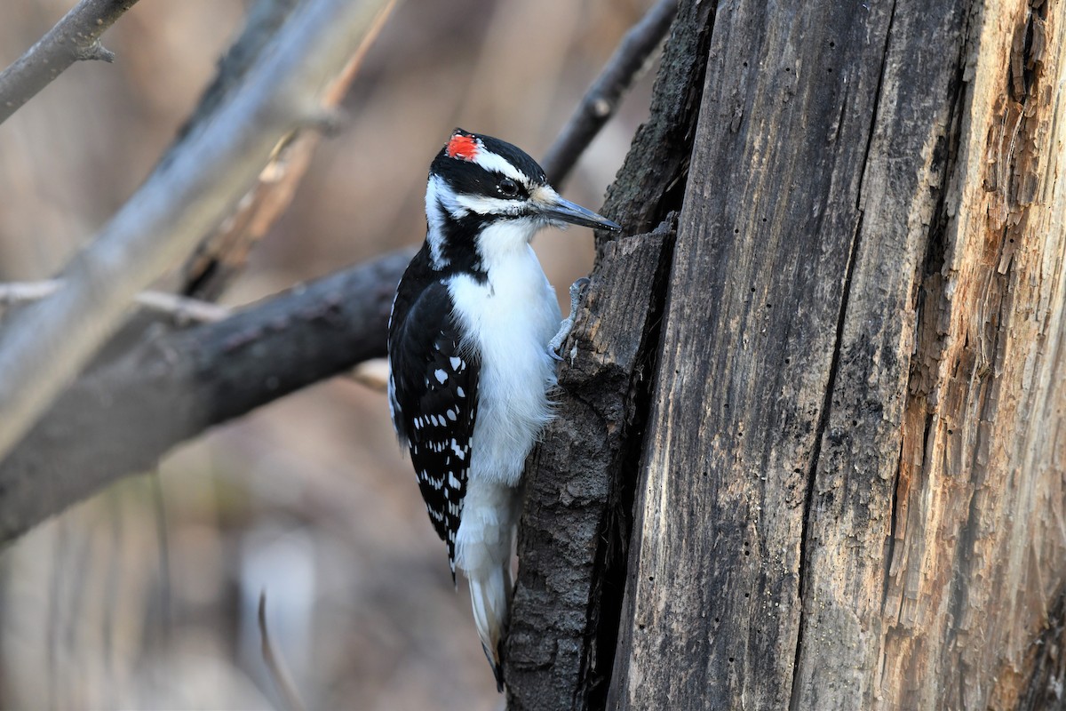 Hairy Woodpecker - Timothy Piranian