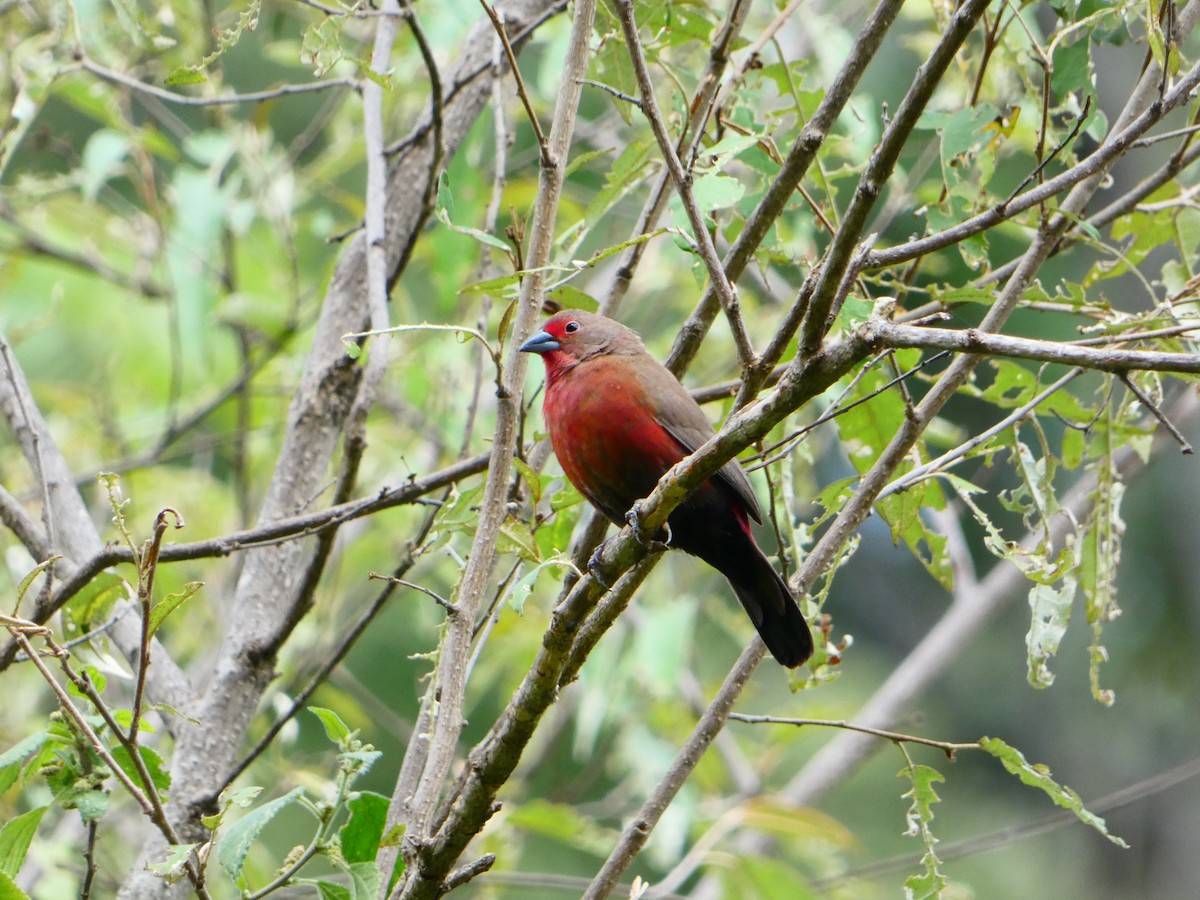 African Firefinch - Toon Spanhove