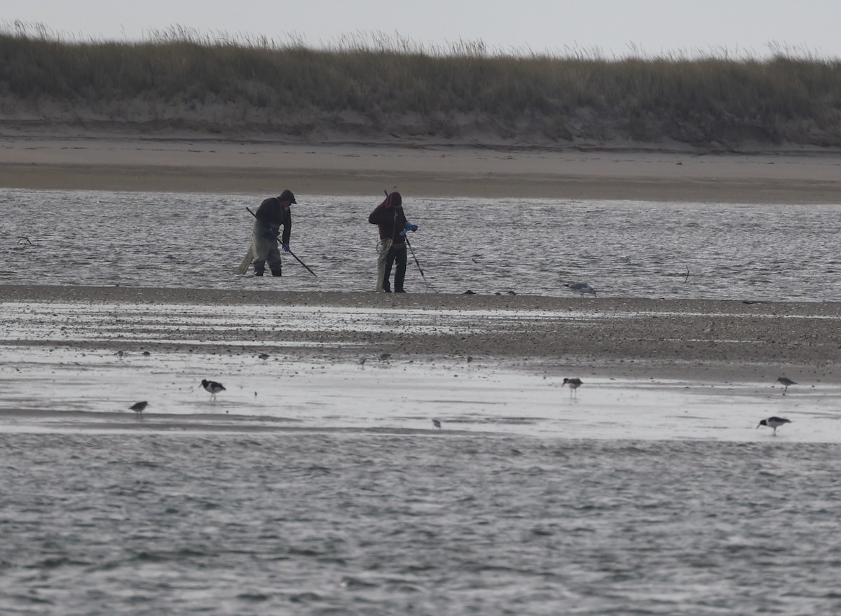 American Oystercatcher - ML610764921