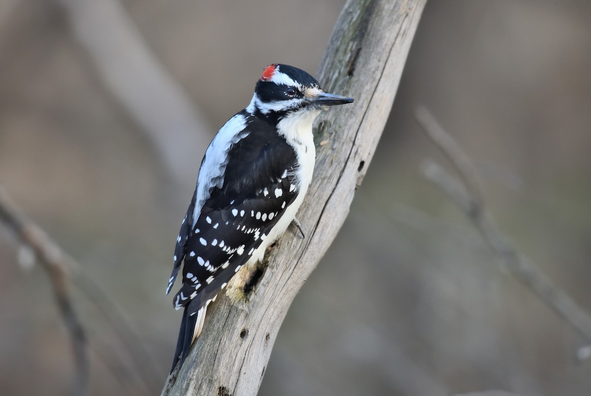 Hairy Woodpecker - ML610764937