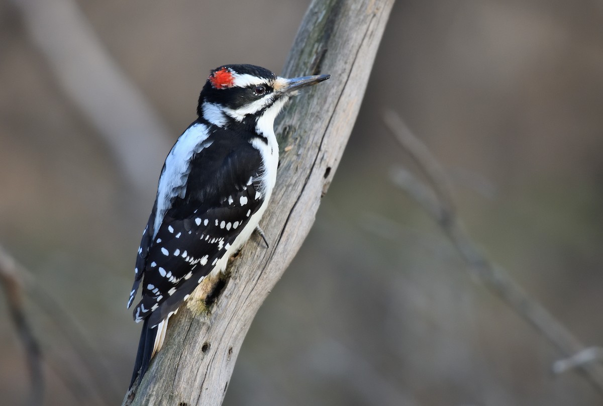 Hairy Woodpecker - Timothy Piranian