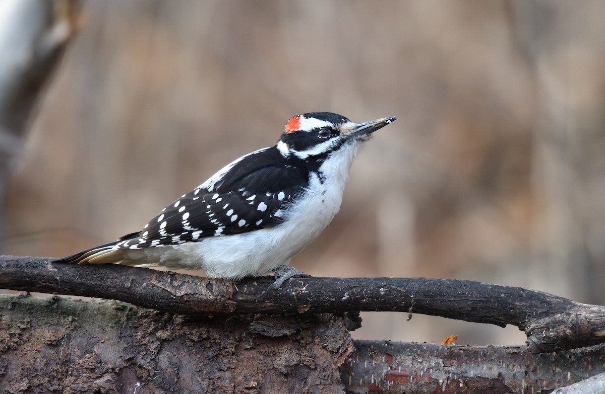 Hairy Woodpecker - ML610764942