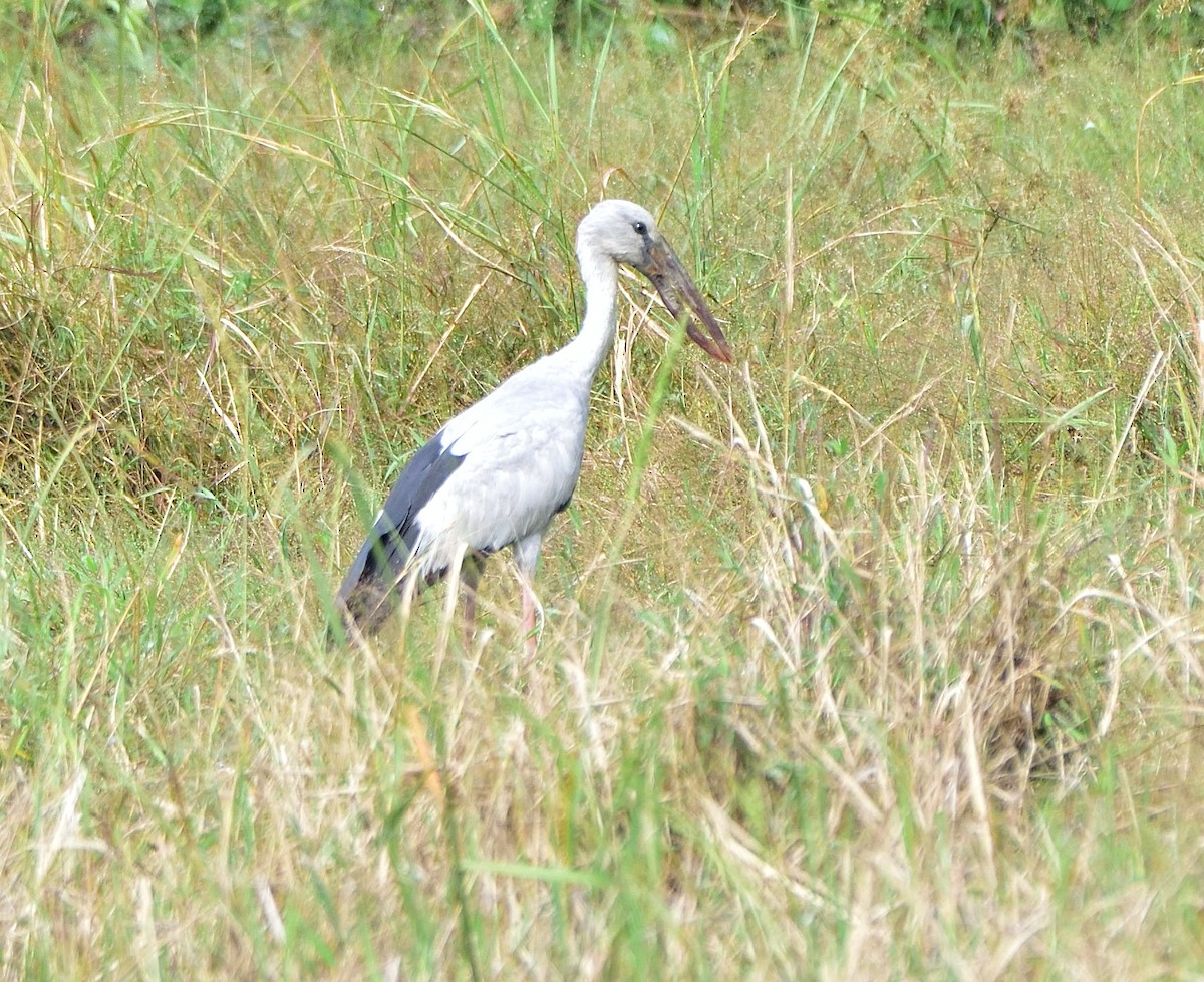 Asian Openbill - ML610765045