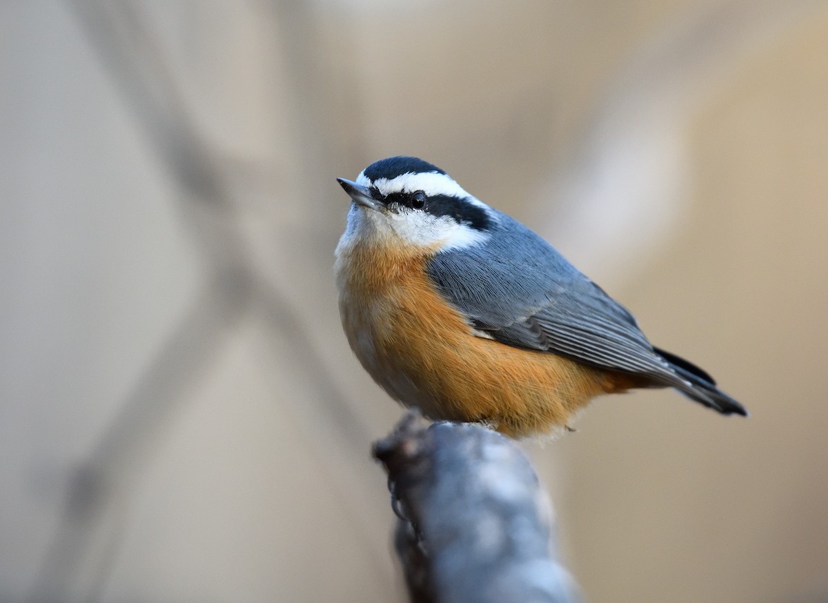 Red-breasted Nuthatch - ML610765091
