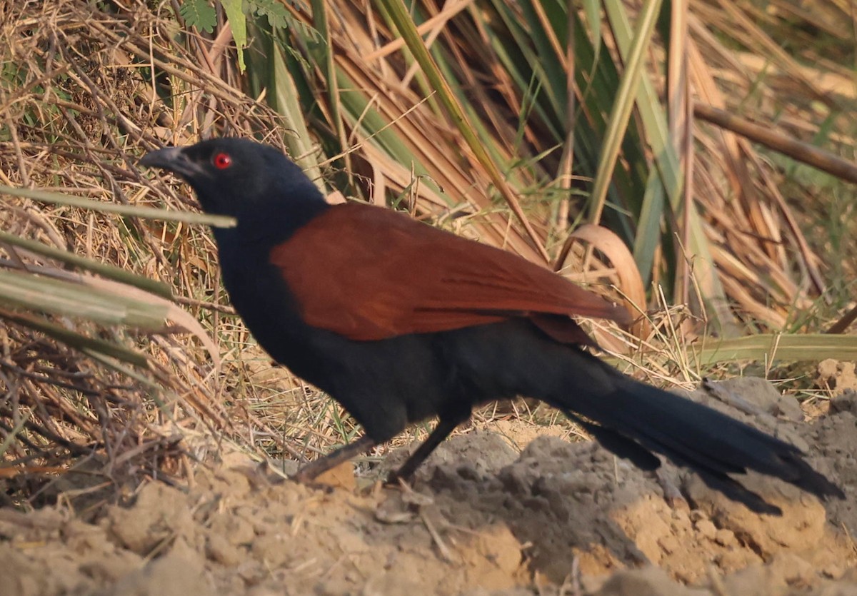 Greater Coucal - ML610765152