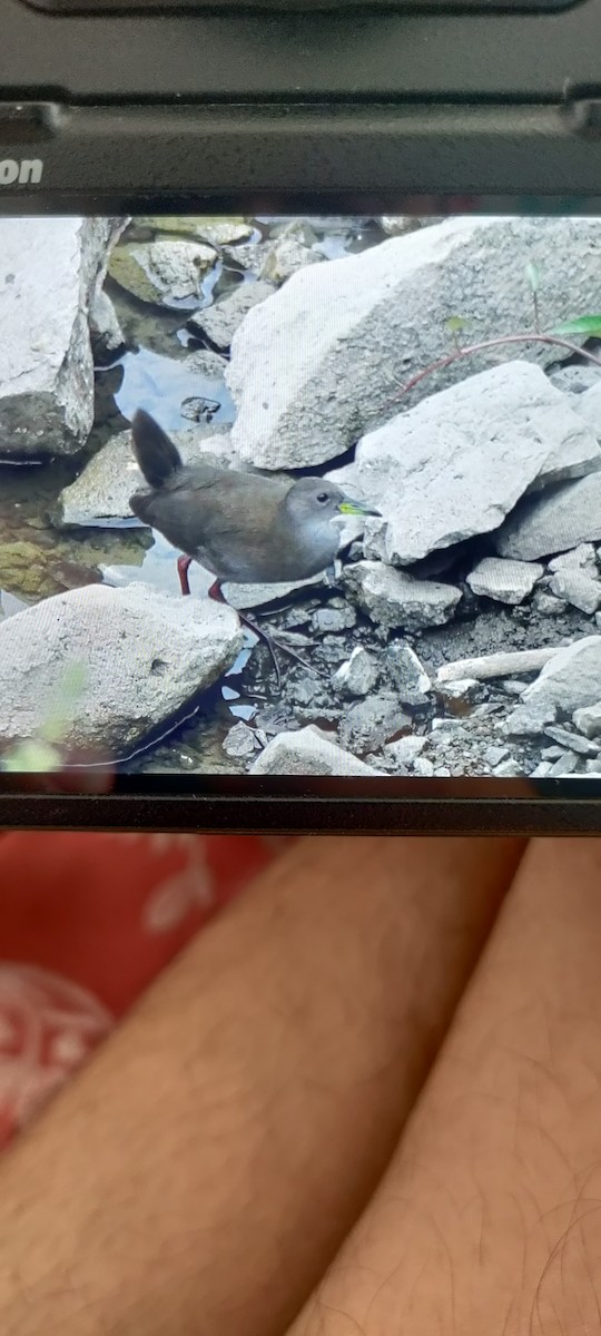 Brown Crake - ML610765191