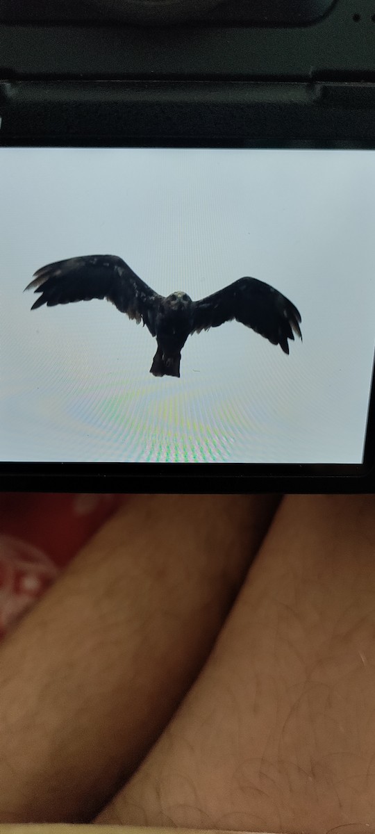 Western Marsh Harrier - ML610765195