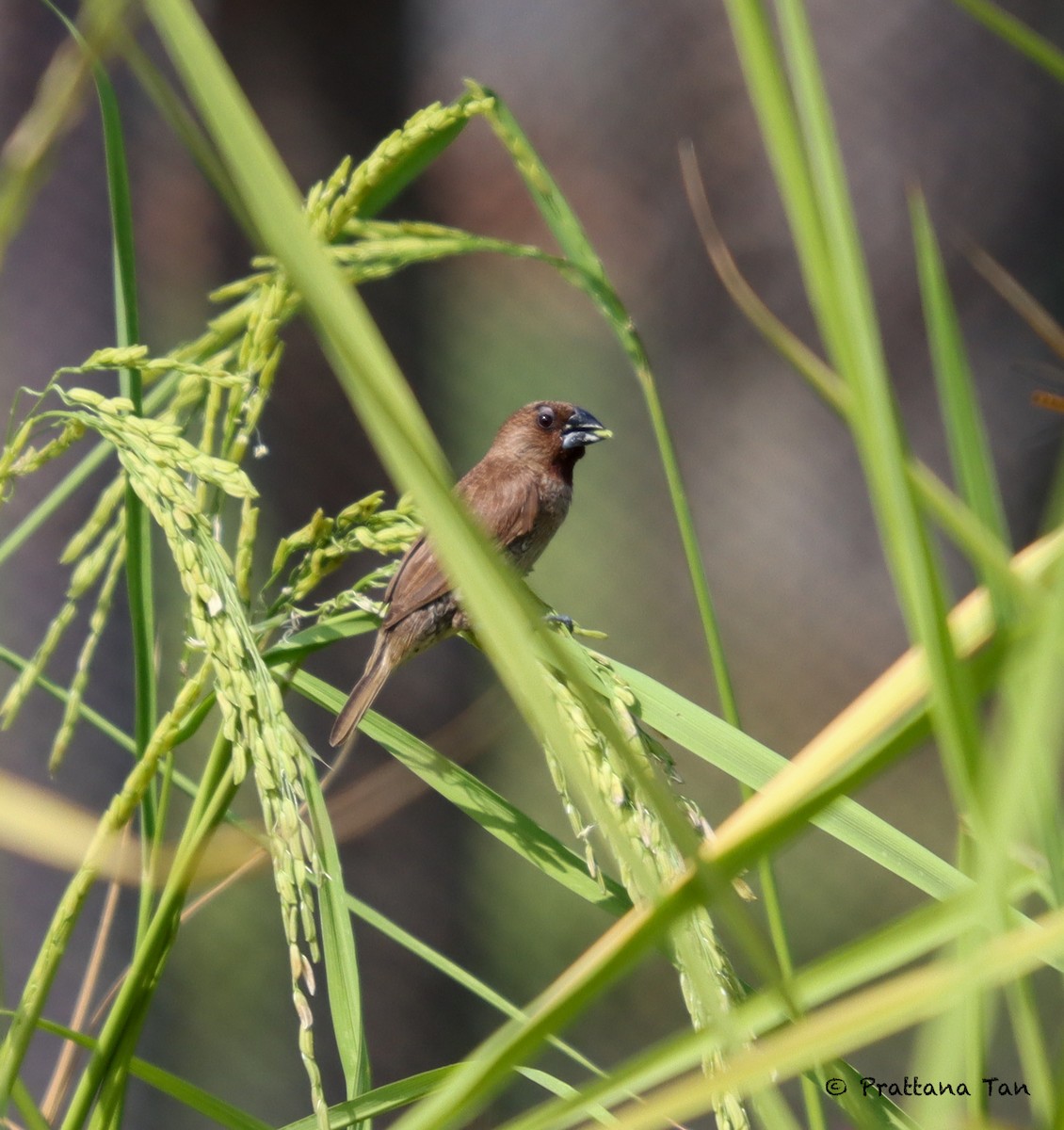 Scaly-breasted Munia - ML610765215