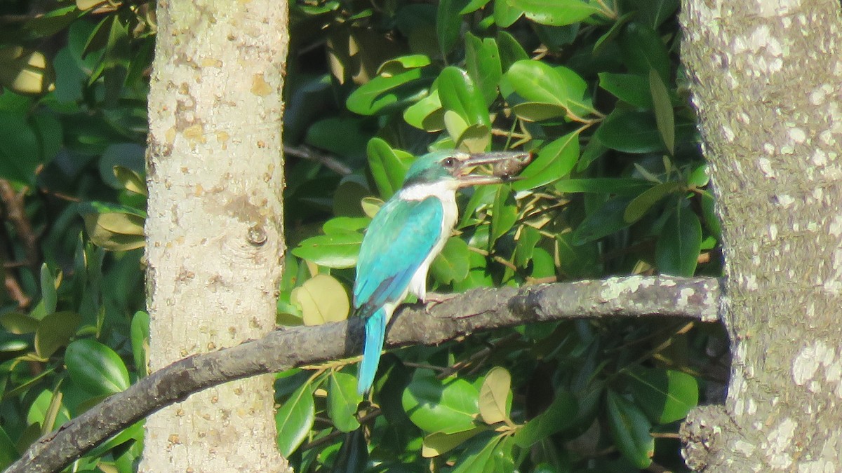 Collared Kingfisher - ML610765284