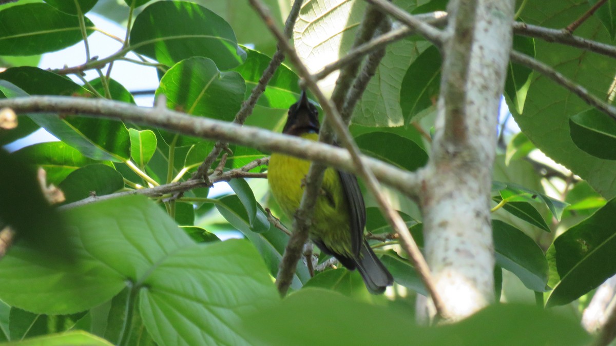 Brown-throated Sunbird - ML610765291