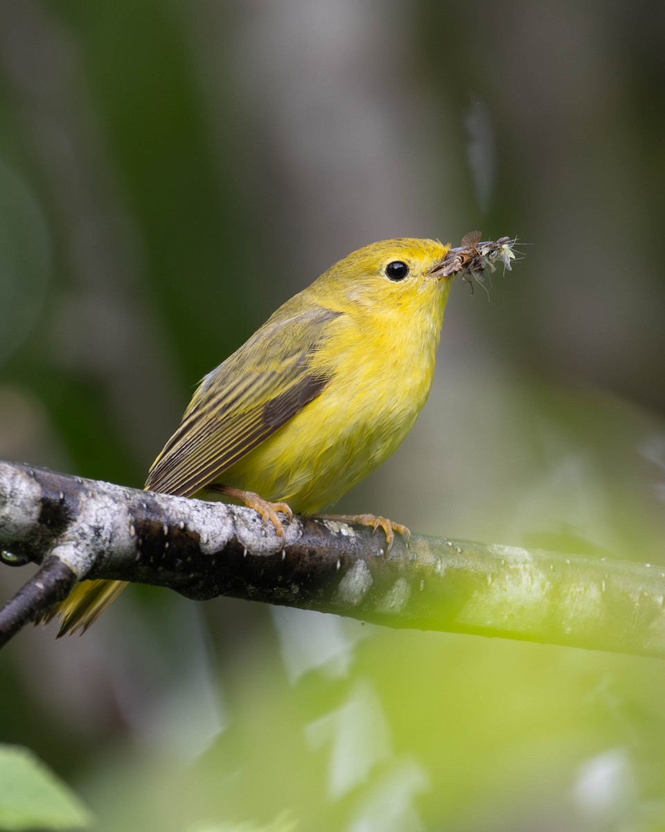 Yellow Warbler - patrick barry
