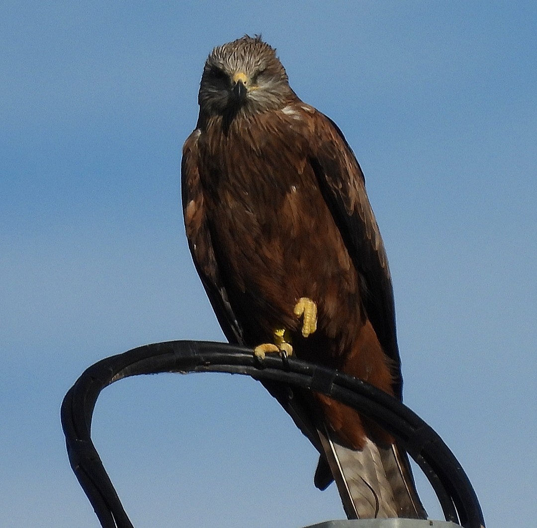 Black Kite - ML610765372