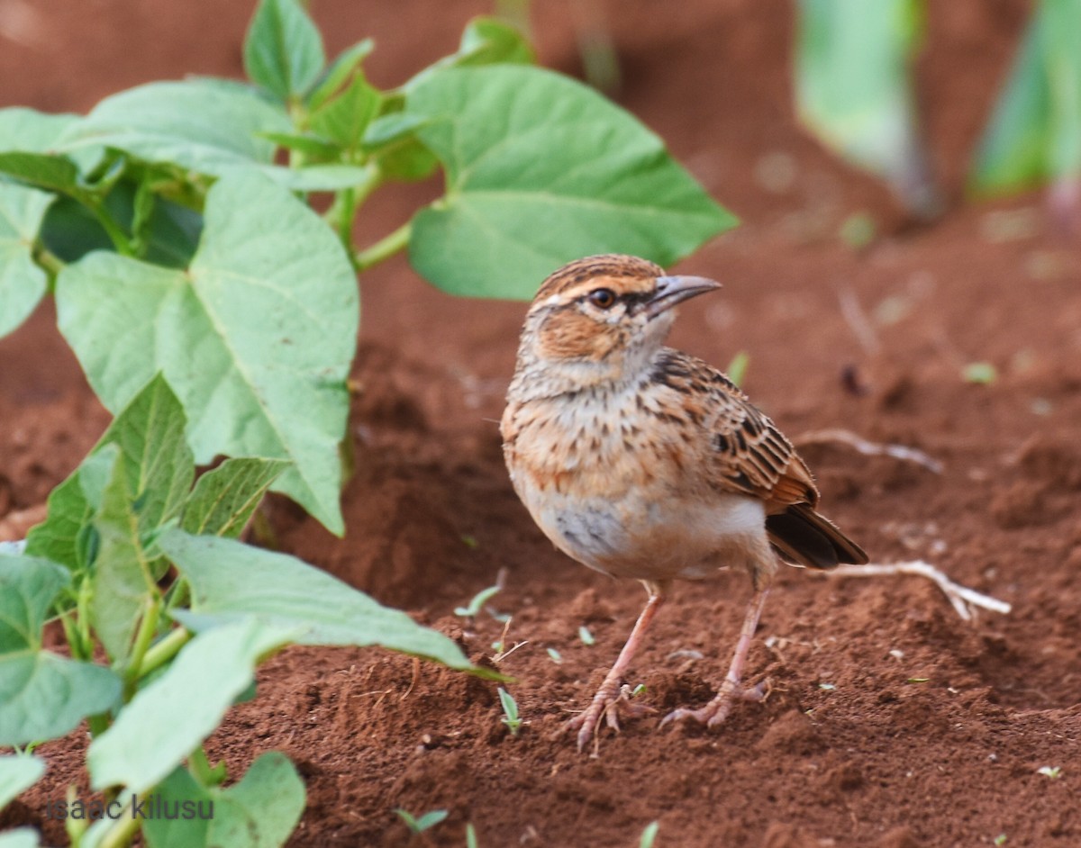 Fawn-colored Lark (Foxy) - isaac kilusu