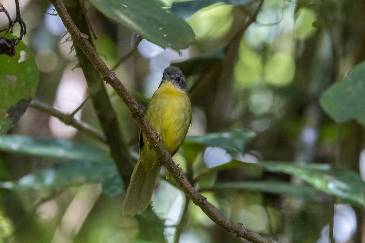 Wedge-tailed Jery - ML610765481