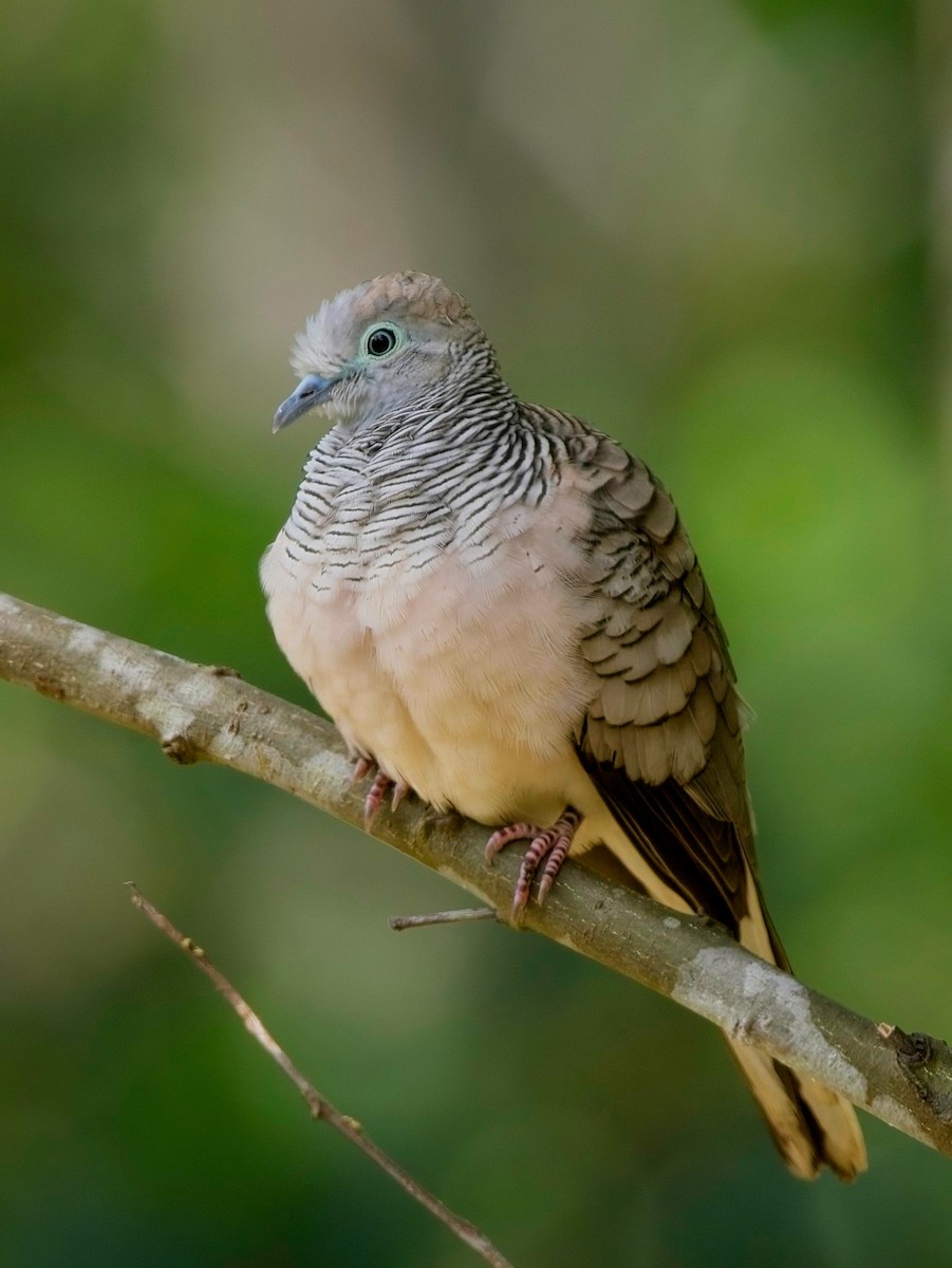 Peaceful Dove - ML610765542