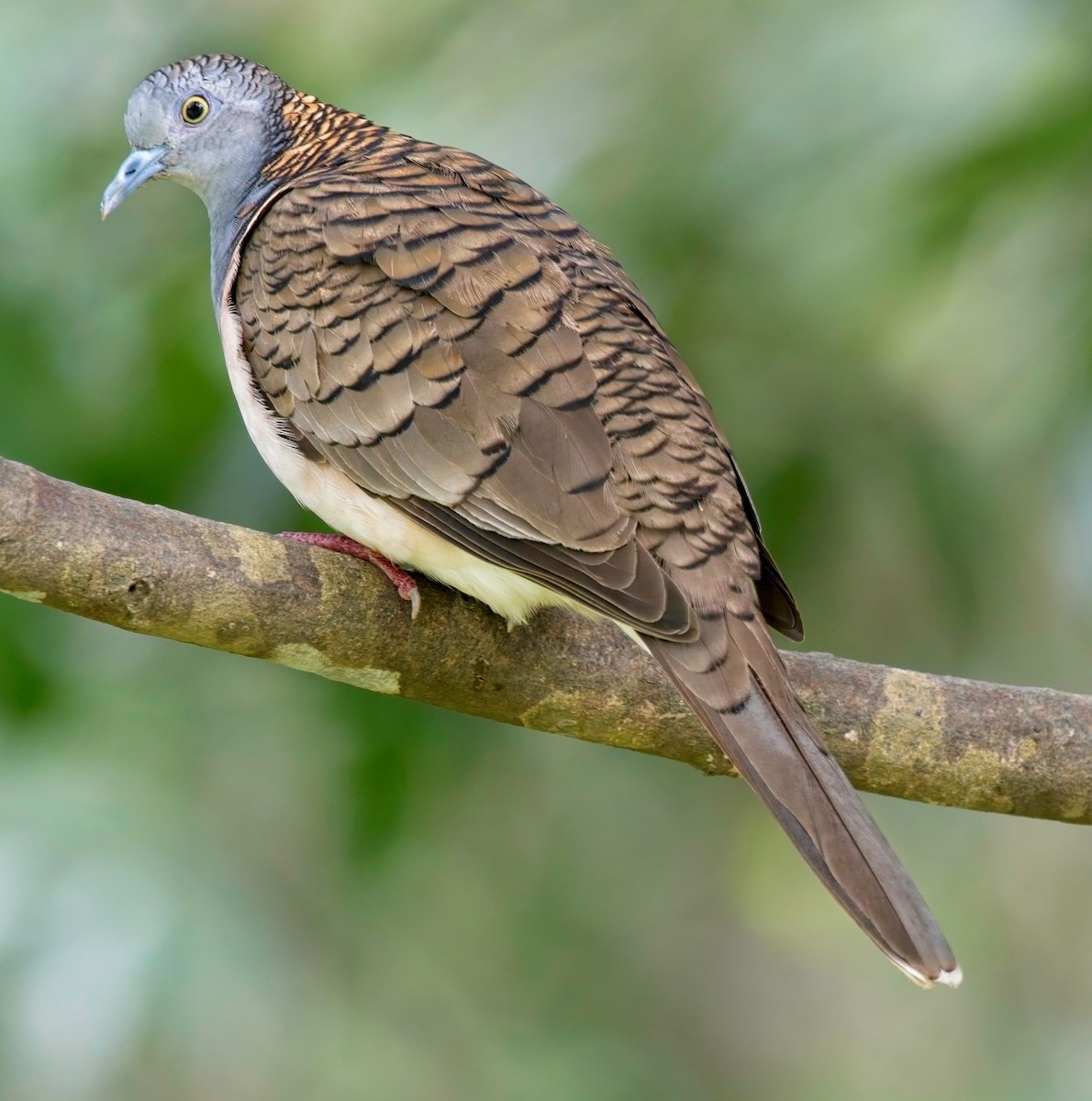 Bar-shouldered Dove - ML610765544