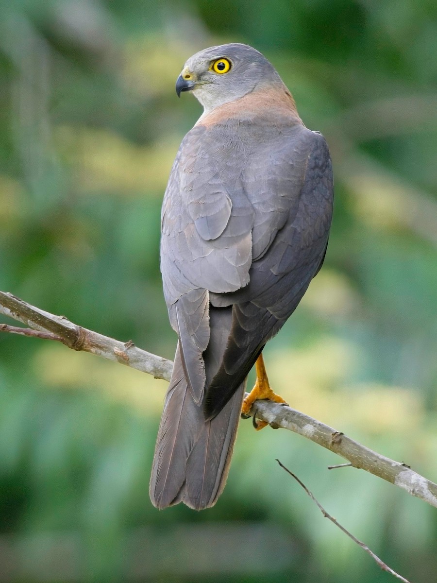 Brown Goshawk - ML610765545