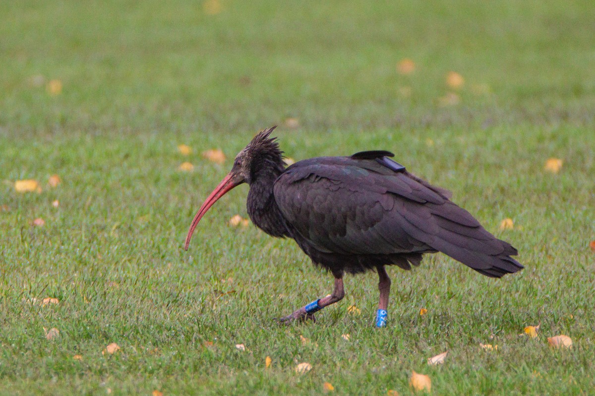 Northern Bald Ibis - ML610765547