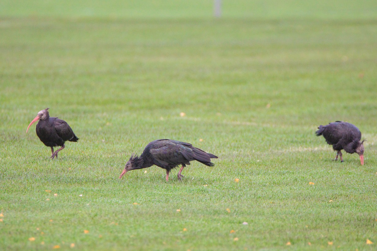 Northern Bald Ibis - ML610765549