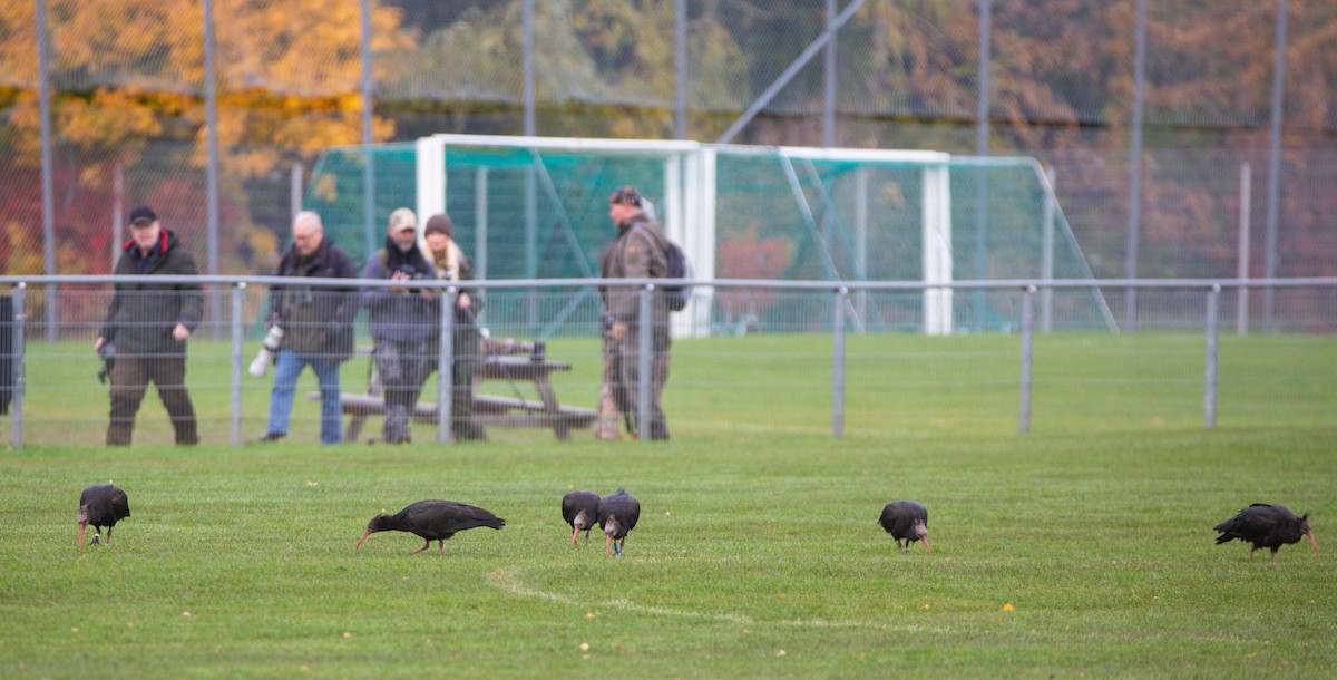 Northern Bald Ibis - ML610765565