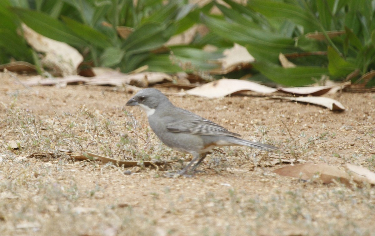 ジュウカチョウ - ML610765728