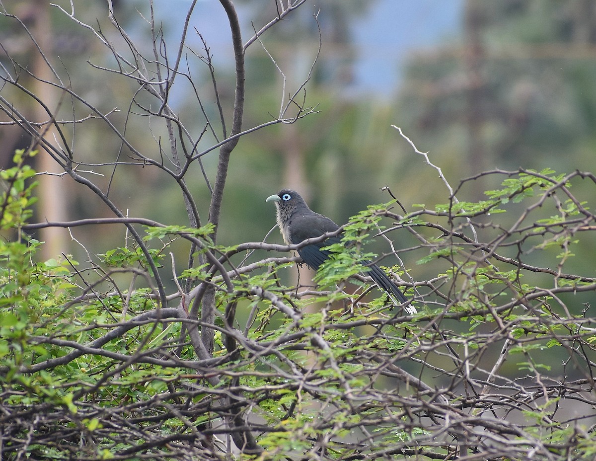 Blue-faced Malkoha - Anand Birdlife