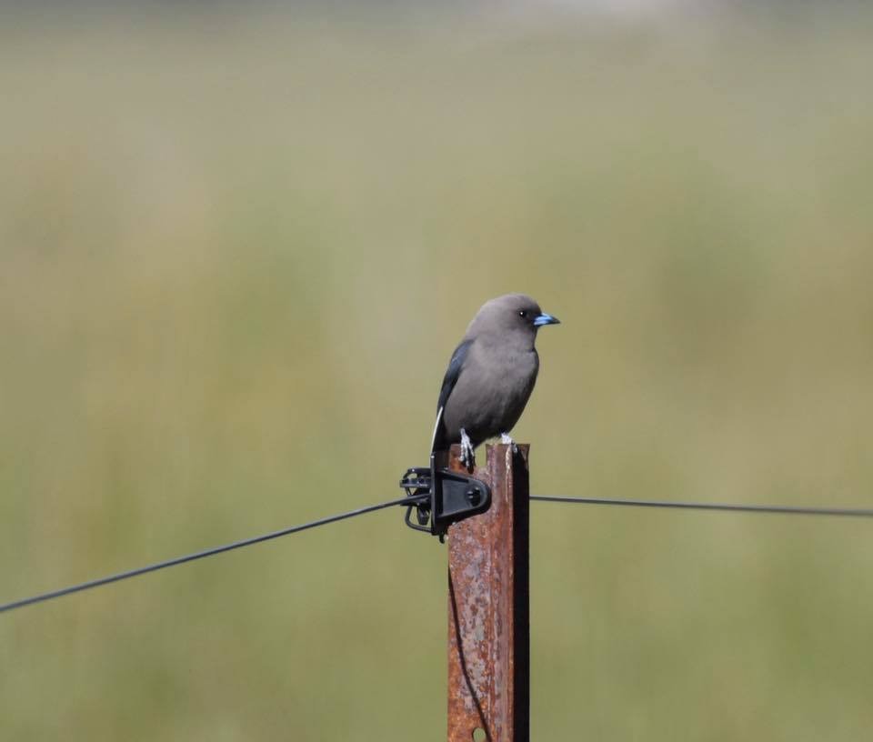 Dusky Woodswallow - Rob Clay