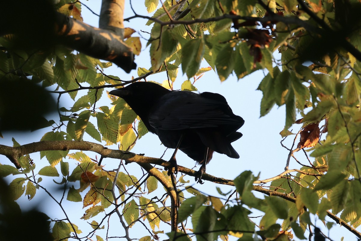 American Crow - ML610765851