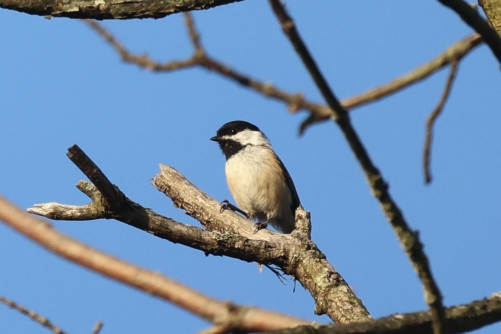 Black-capped Chickadee - ML610765871