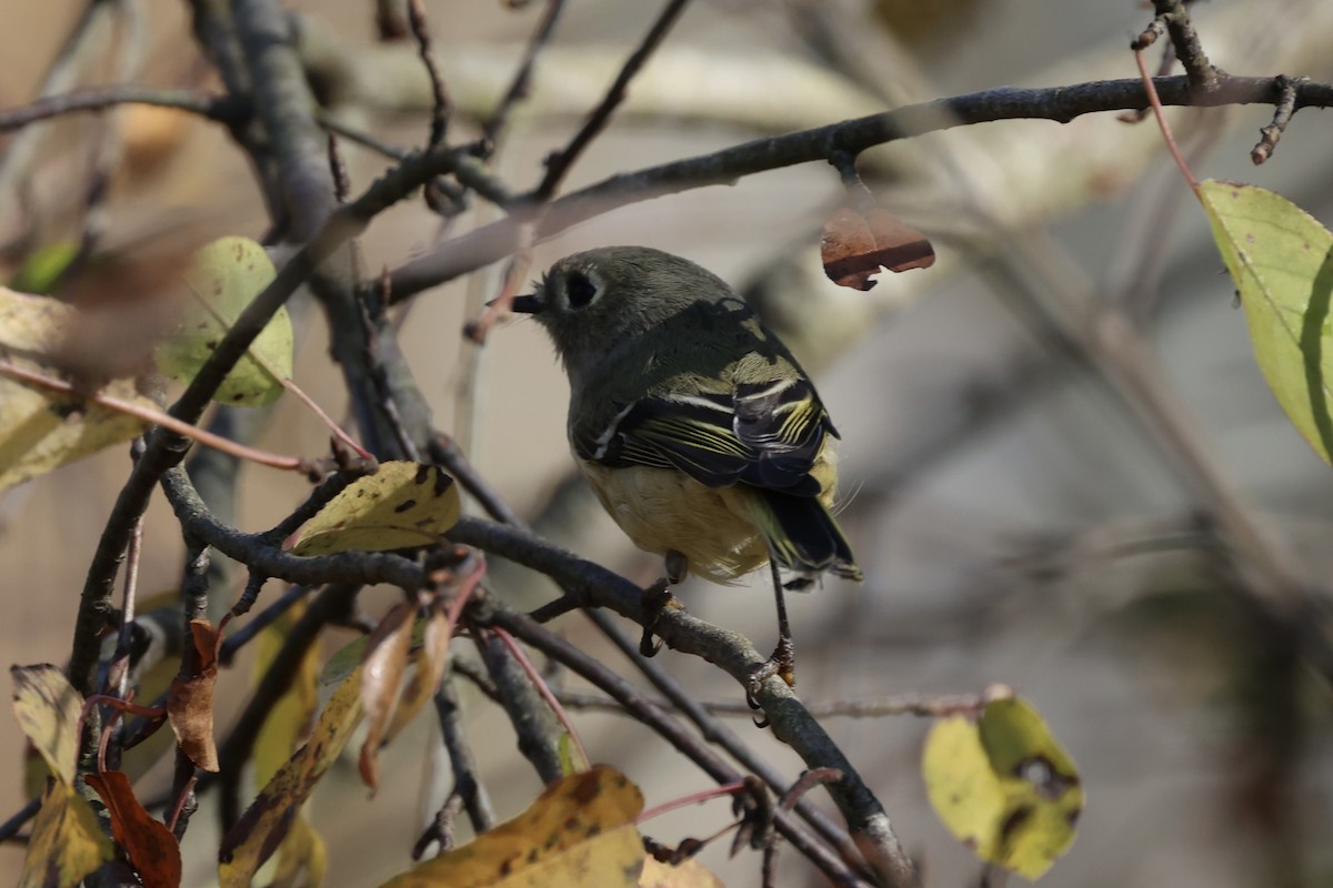 Ruby-crowned Kinglet - Andrew William