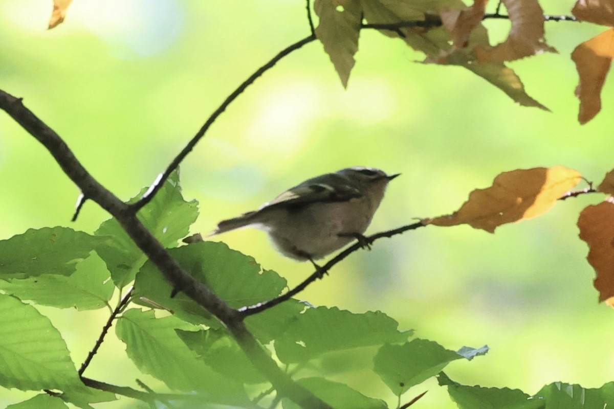 Ruby-crowned Kinglet - Andrew William