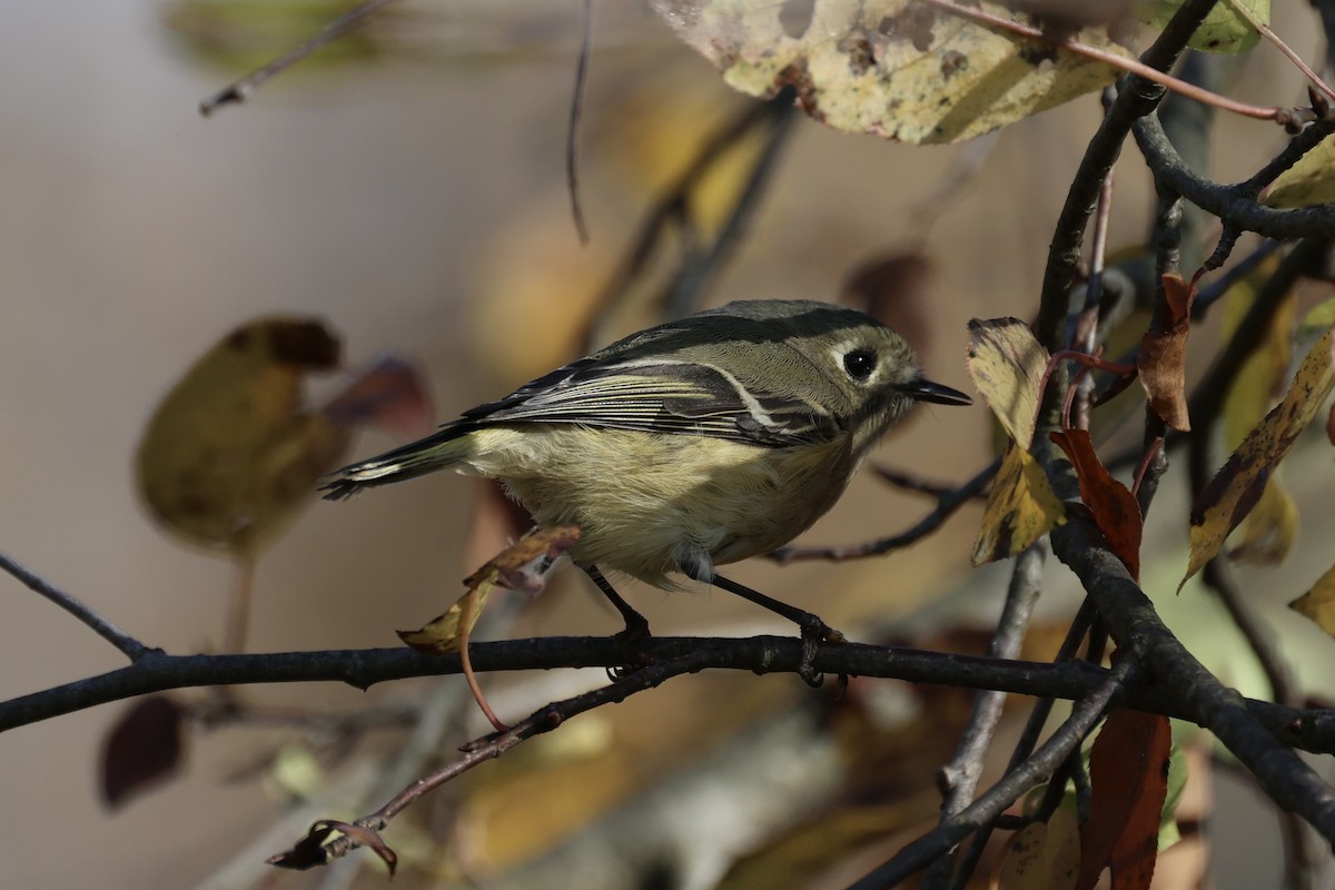 Ruby-crowned Kinglet - Andrew William