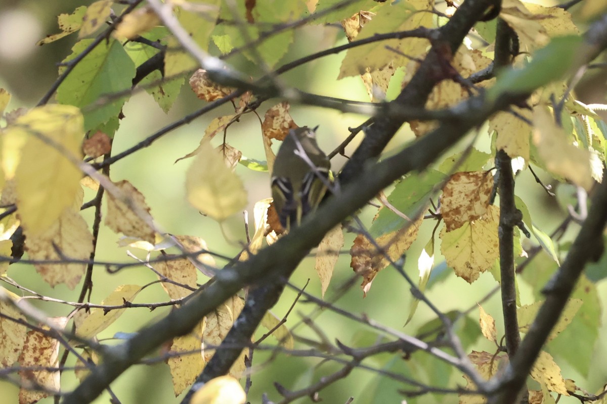 Ruby-crowned Kinglet - Andrew William