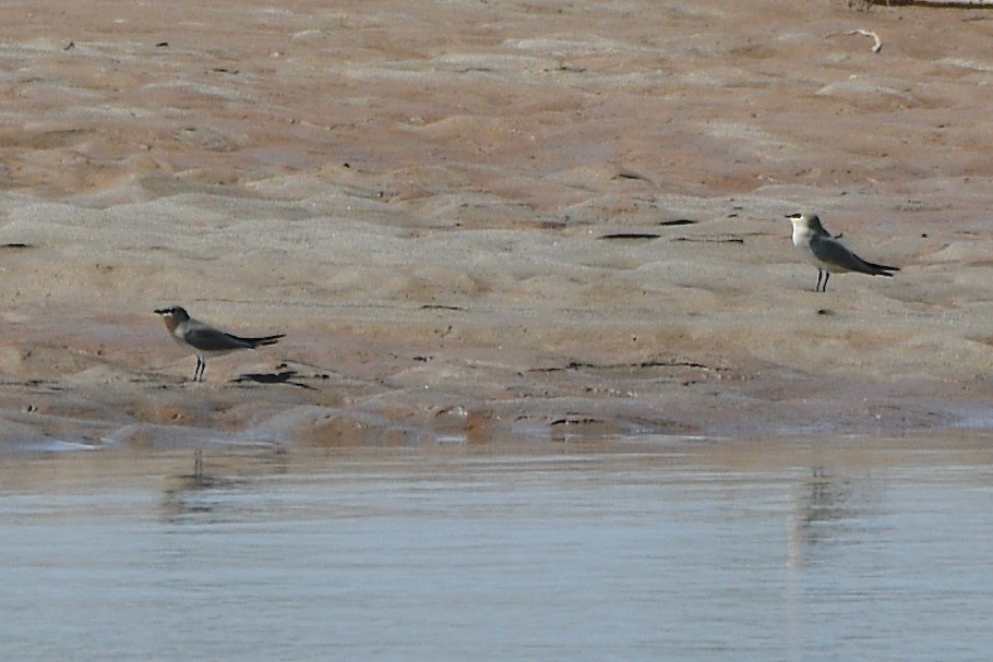 Small Pratincole - ML610765895