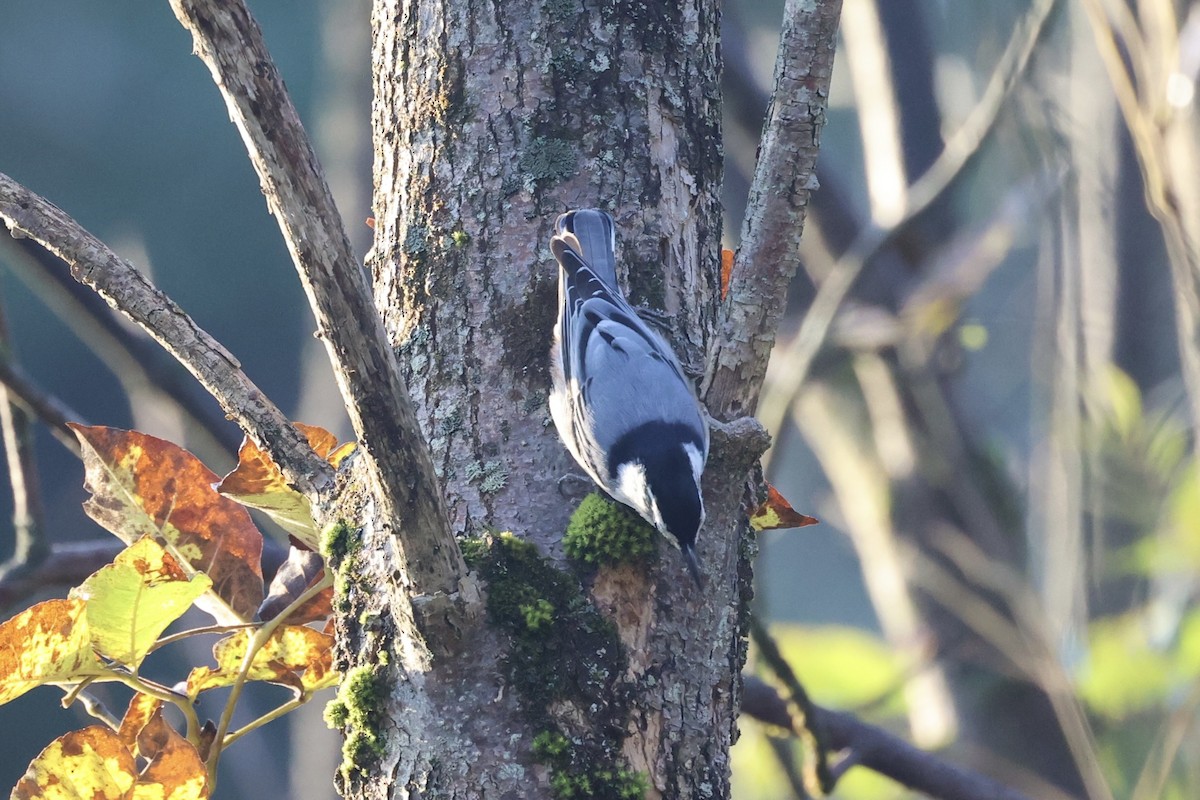 White-breasted Nuthatch - ML610765931