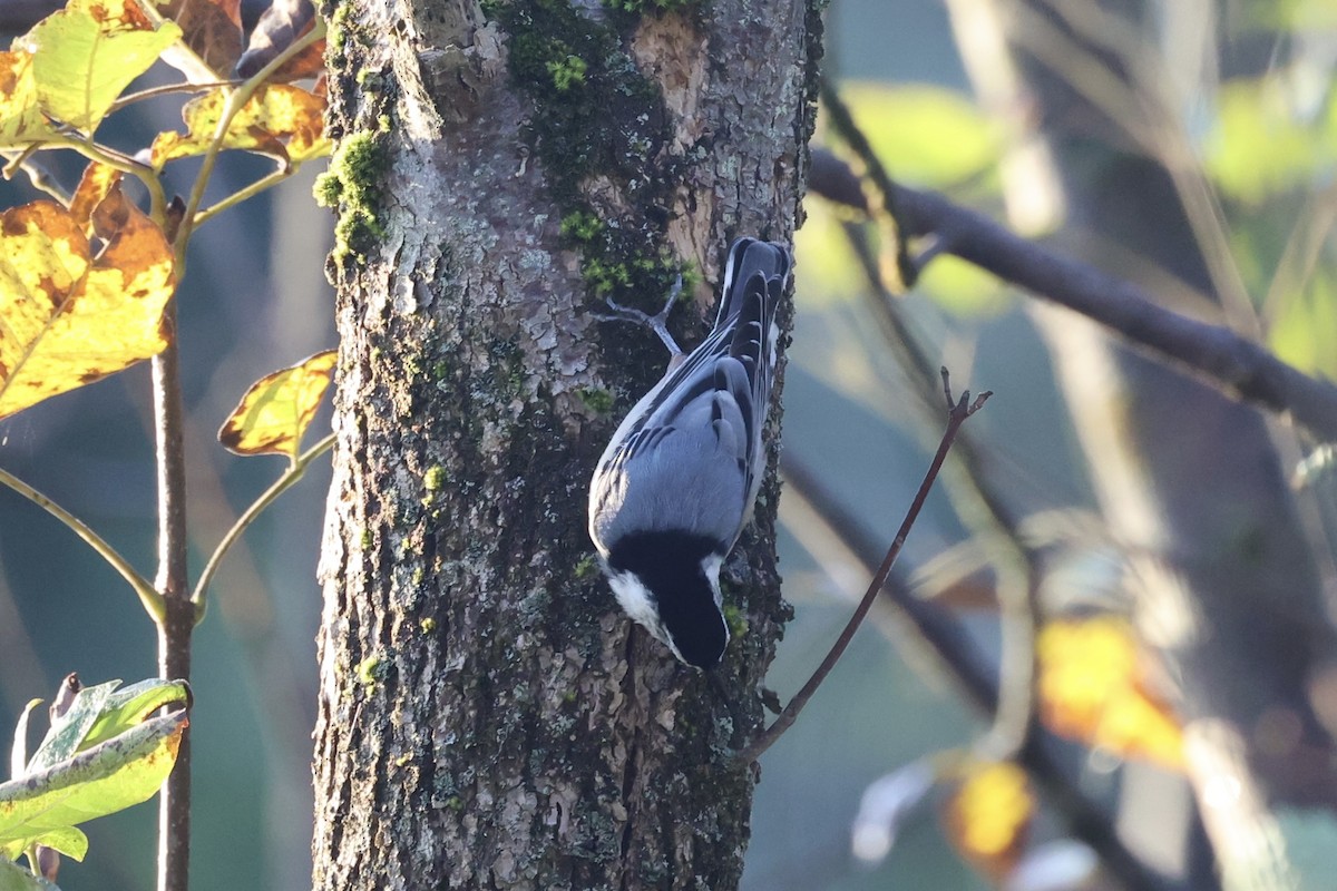White-breasted Nuthatch - ML610765932