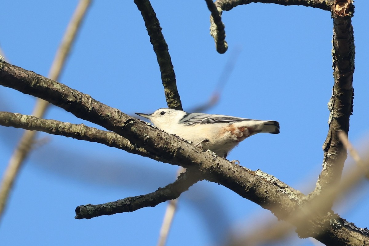 White-breasted Nuthatch - ML610765933
