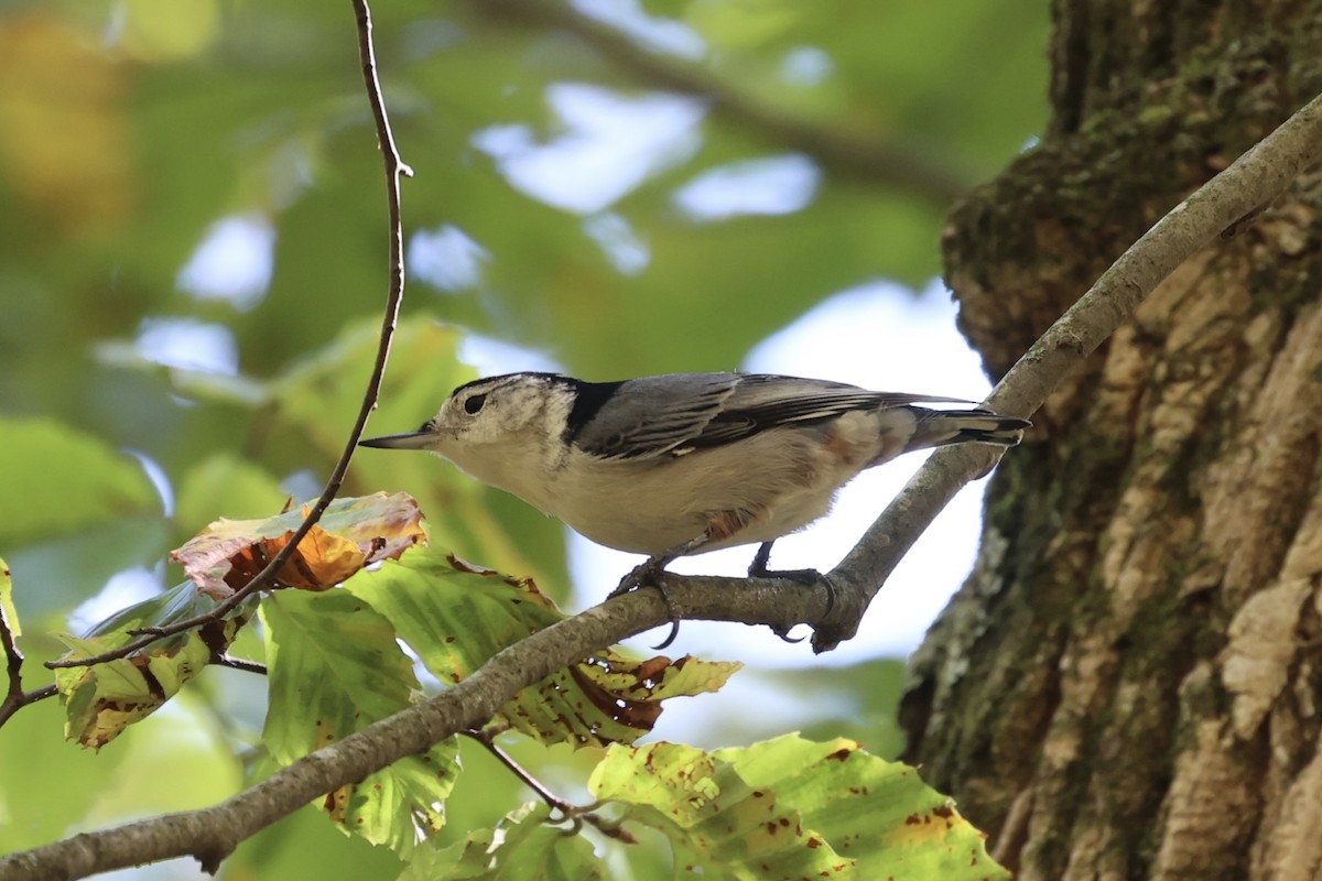 White-breasted Nuthatch - ML610765934