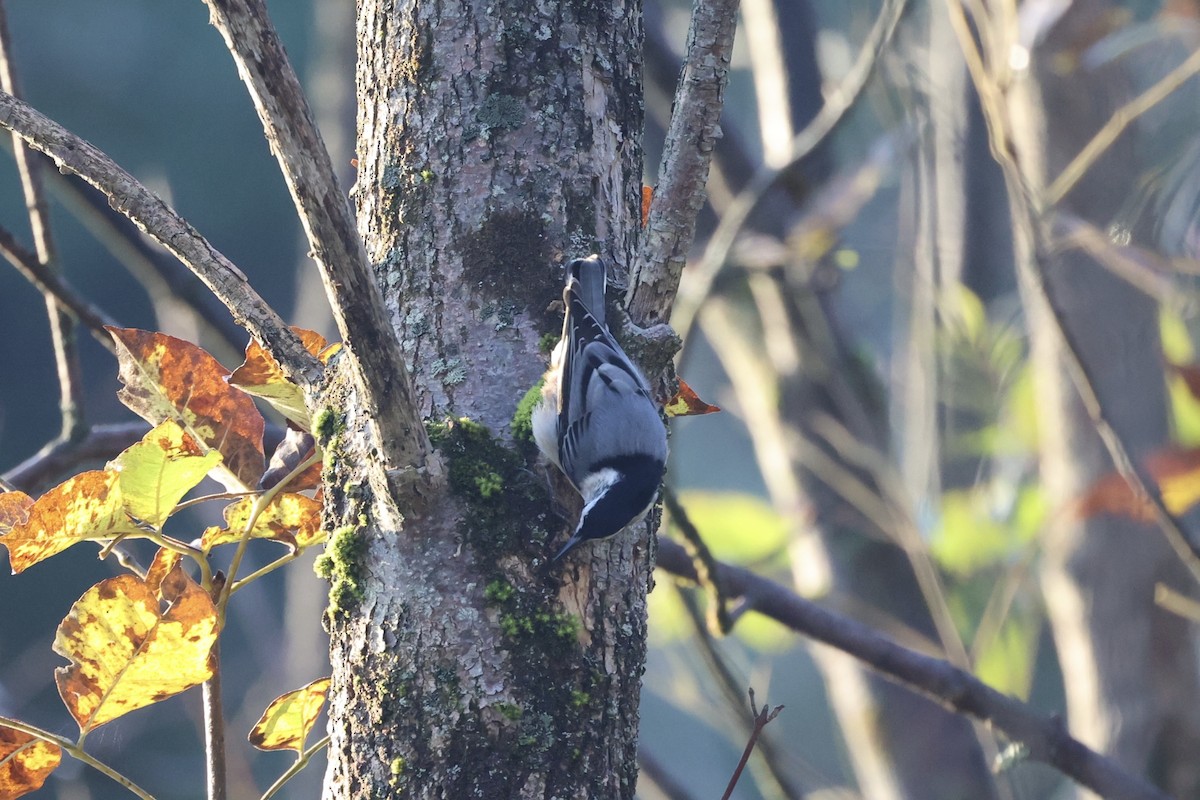 White-breasted Nuthatch - ML610765936