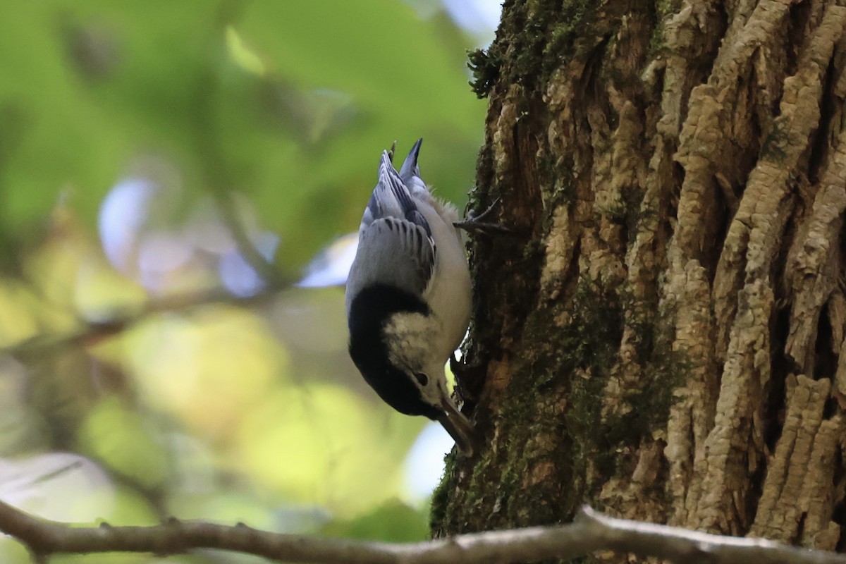 White-breasted Nuthatch - ML610765937