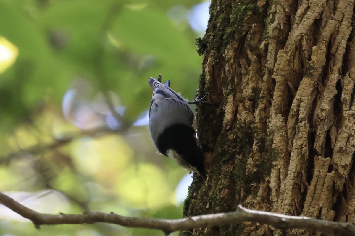 White-breasted Nuthatch - ML610765938