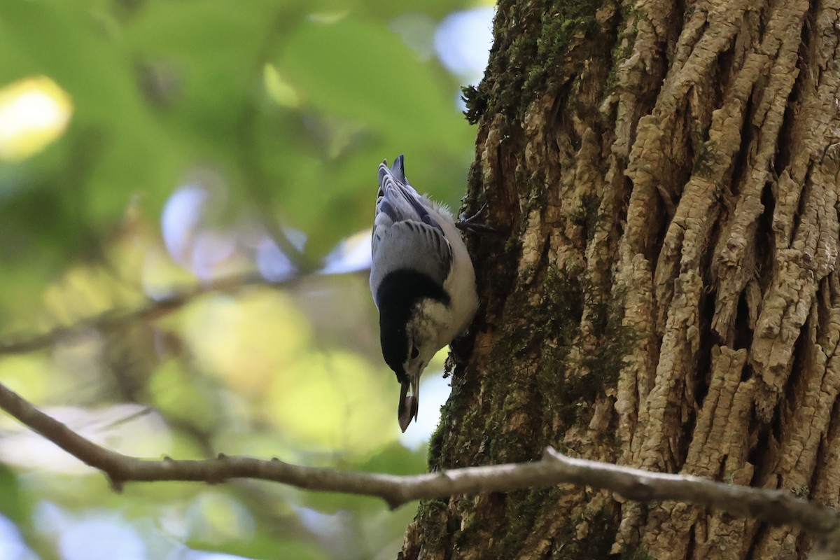 White-breasted Nuthatch - ML610765939