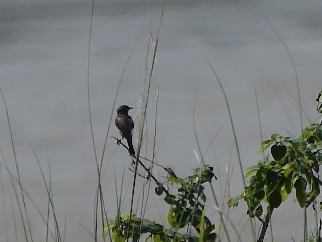 Jerdon's Bushchat - ML610766079